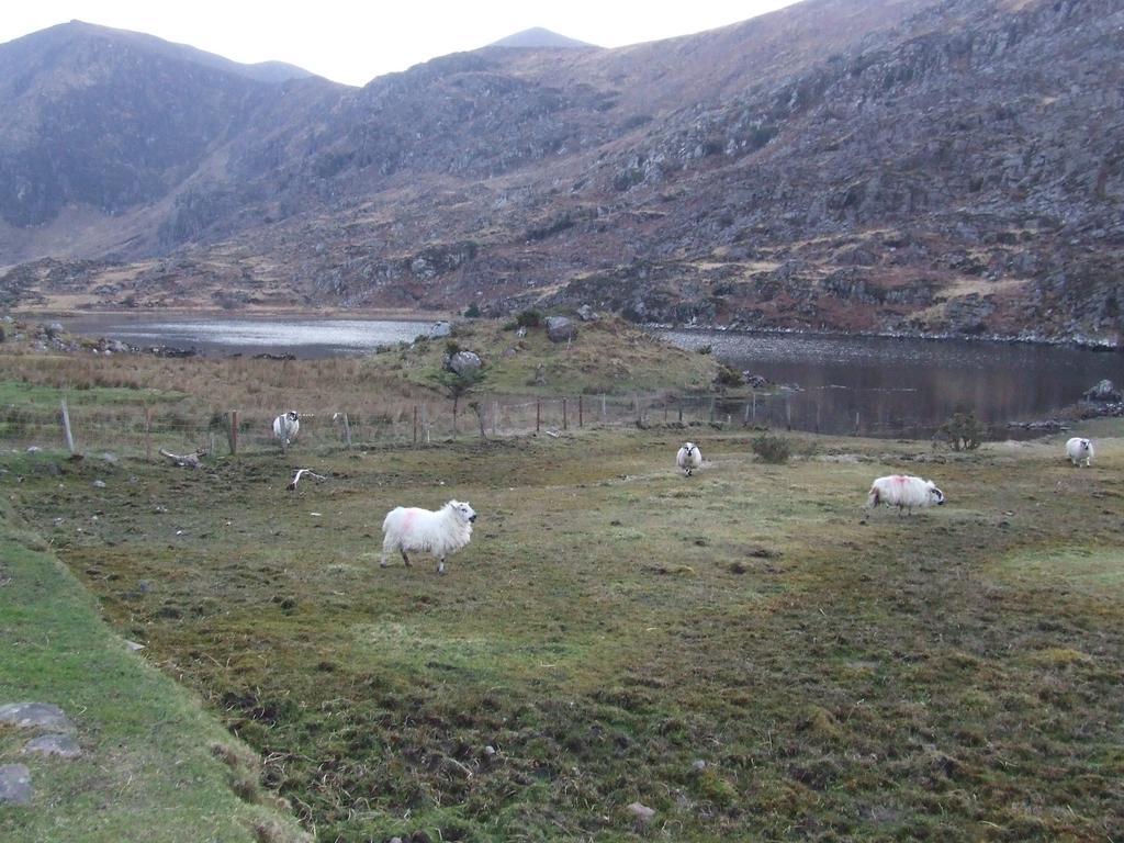 Rockfield House B&B Killarney Ngoại thất bức ảnh